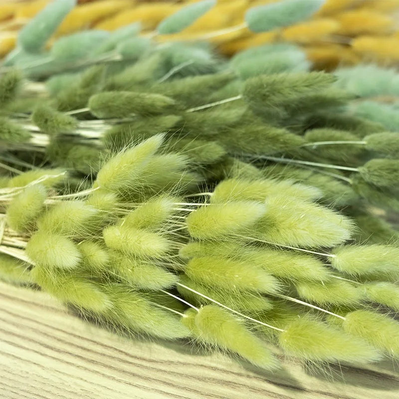 Factory Supply High Quality New Orange Gold Color Natural Phalaris Lagurus Dried Round Bunny Tails Flower