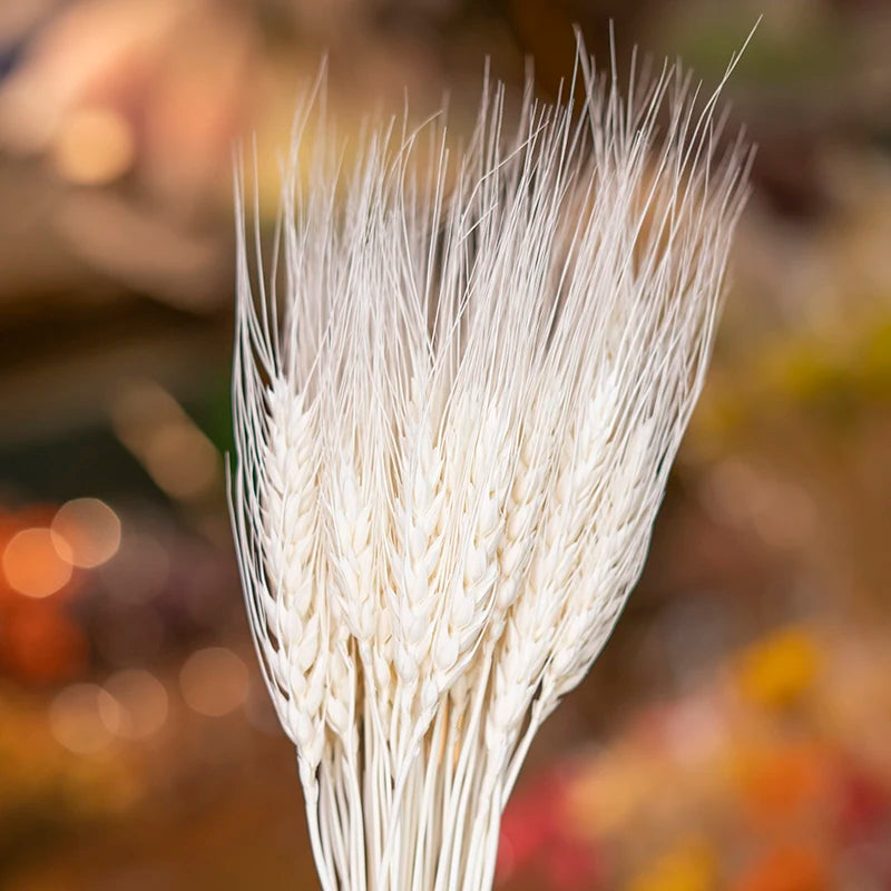 Wedding Centerpieces Decorative Natural Dry Wheat Bunches Grass Stalks Decor Sheaves Dried Wheat Flowers