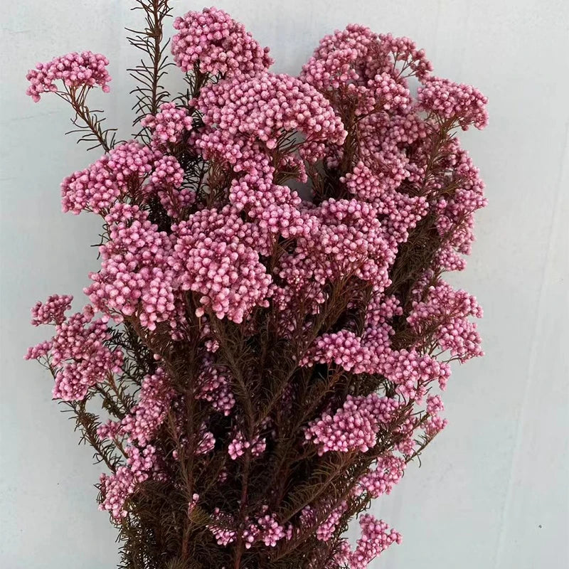 White Preserved Rice Dried Flowers for Wedding Ceremony Decoration Factory Wholesale Dry Natural Decorative Flowers & Wreaths