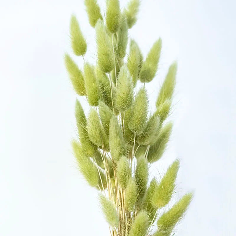 Factory Supply High Quality New Orange Gold Color Natural Phalaris Lagurus Dried Round Bunny Tails Flower