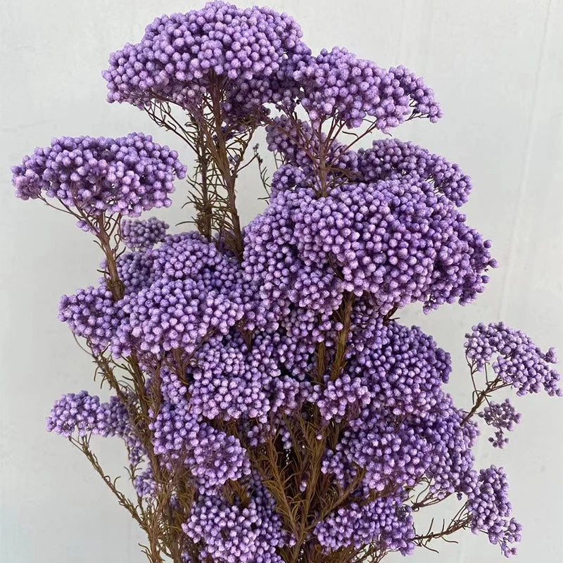White Preserved Rice Dried Flowers for Wedding Ceremony Decoration Factory Wholesale Dry Natural Decorative Flowers & Wreaths