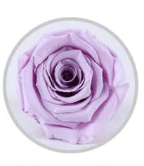 Wholesale China A grade handmade preserved roses  music box  eternal  natural flower in glass