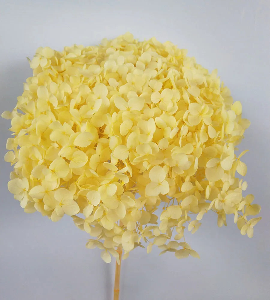 DIY Material Immortal Preserved Real Hydrangea Artificial Flower the Colorful Forever Lasting Hydrangea with Branches