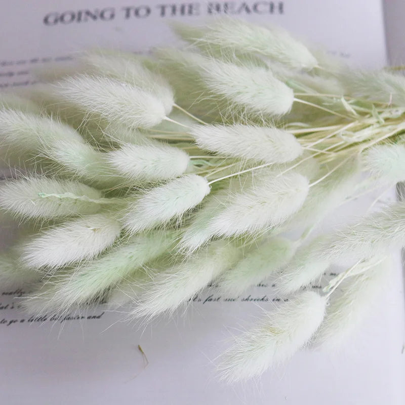 Factory Supply High Quality New Orange Gold Color Natural Phalaris Lagurus Dried Round Bunny Tails Flower