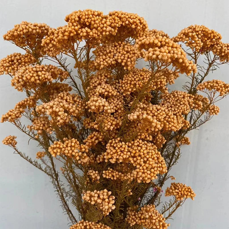 White Preserved Rice Dried Flowers for Wedding Ceremony Decoration Factory Wholesale Dry Natural Decorative Flowers & Wreaths