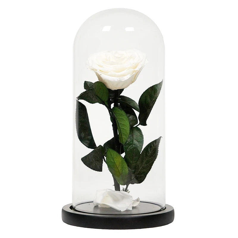 luxurious valentines day black preserved roses in glass dome gifts