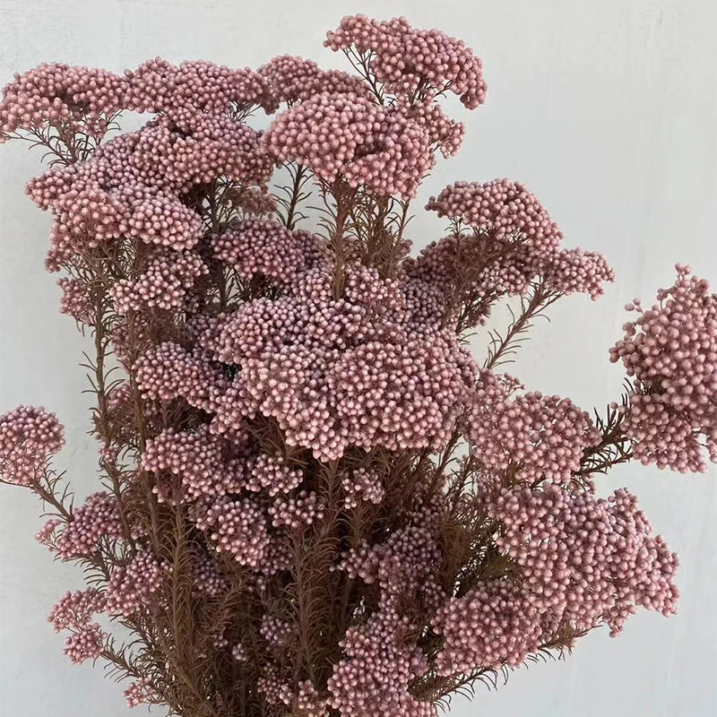 White Preserved Rice Dried Flowers for Wedding Ceremony Decoration Factory Wholesale Dry Natural Decorative Flowers & Wreaths