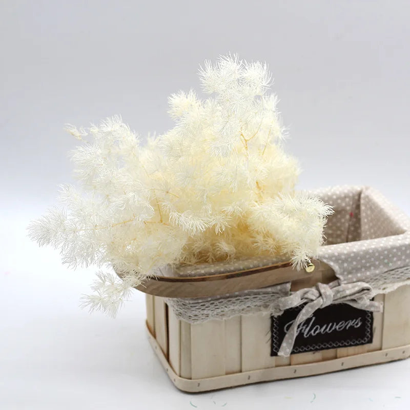 Wholesale natural dried preserved plants  asparagus myrioeladus penglai pine for home decoration