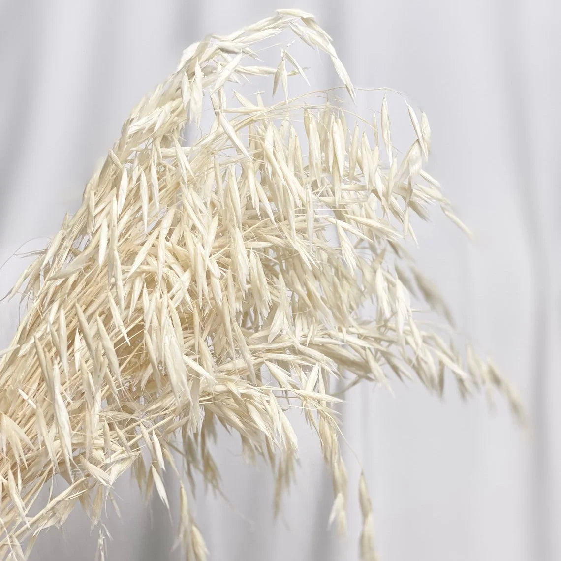Factory Decorative Flowers White Avena Bunch Head Dried Oats For Home Wedding Decor