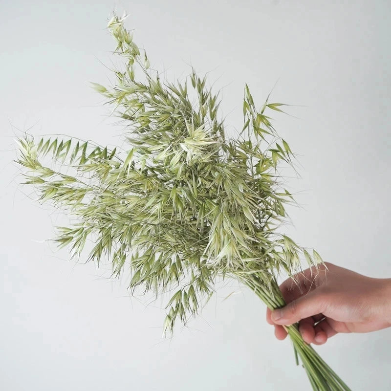 Factory Decorative Flowers White Avena Bunch Head Dried Oats For Home Wedding Decor