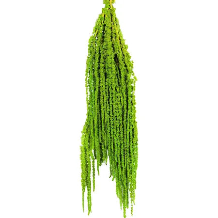 Ins Hot Selling DIY Material Dried Flowers Arrangement Cheap Natural White Preserved Hanging Amaranthus For Decoration