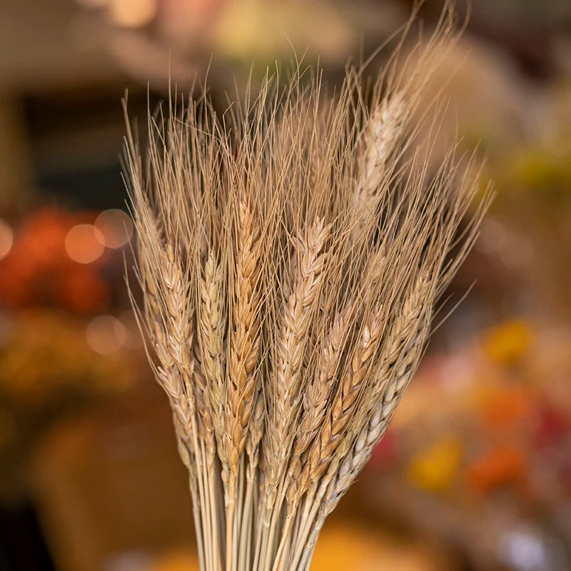 Wedding Centerpieces Decorative Natural Dry Wheat Bunches Grass Stalks Decor Sheaves Dried Wheat Flowers