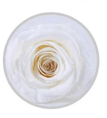 Wholesale China A grade handmade preserved roses  music box  eternal  natural flower in glass