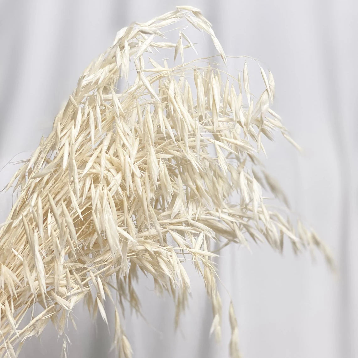 Fall Decor Natural Dried Flowers Floral Arrangement Herb Bunches Milky Oats Dried Avena Oat Flowers
