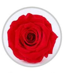 Wholesale China A grade handmade preserved roses  music box  eternal  natural flower in glass