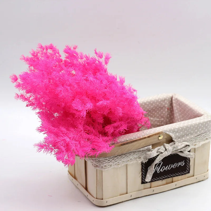 Wholesale natural dried preserved plants  asparagus myrioeladus penglai pine for home decoration