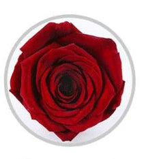 Wholesale China A grade handmade preserved roses  music box  eternal  natural flower in glass
