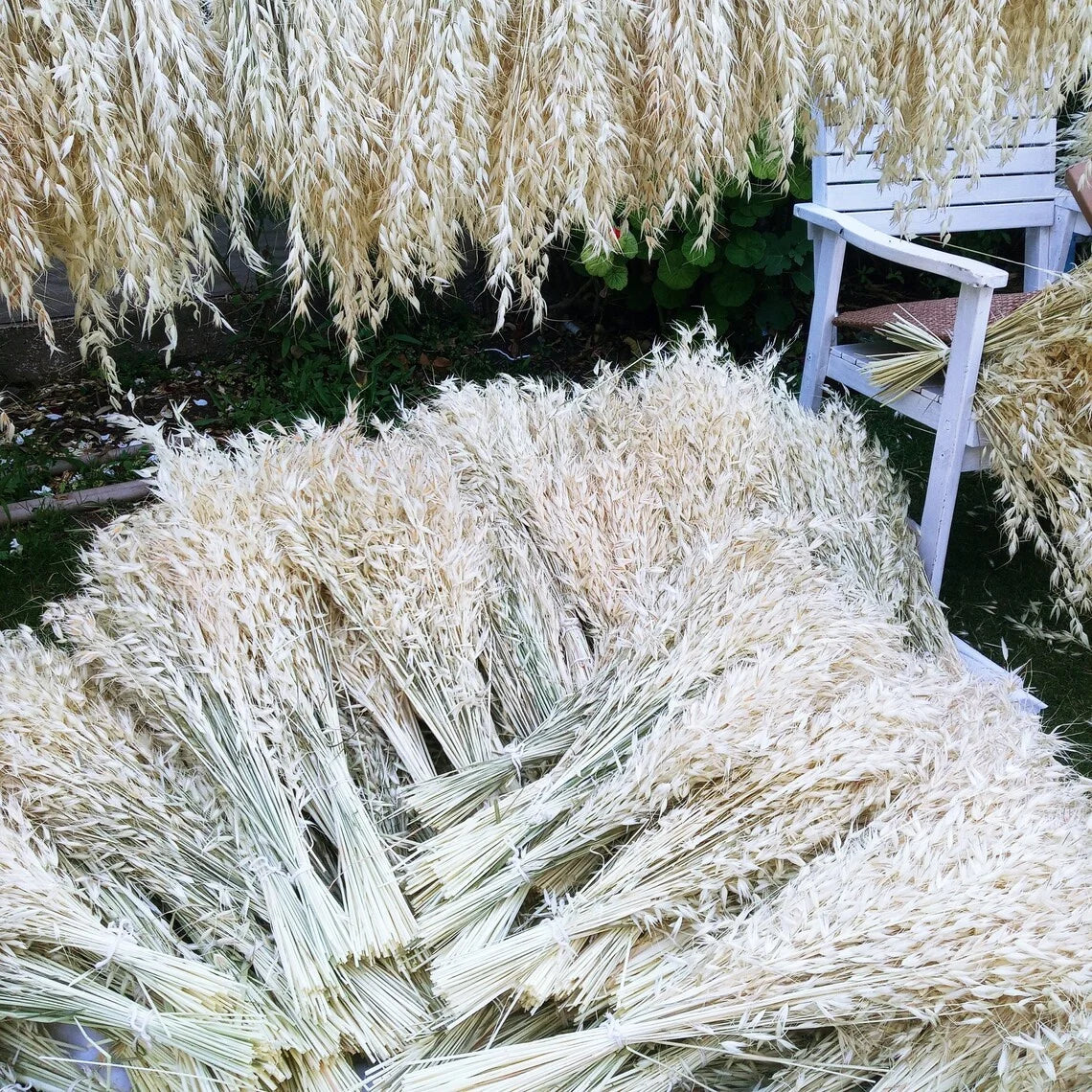 Real Dried Preserved Flowers Grass Avena Sativa Florals Natural Wild Bunch Dried Oats Flowers for Home Decoration