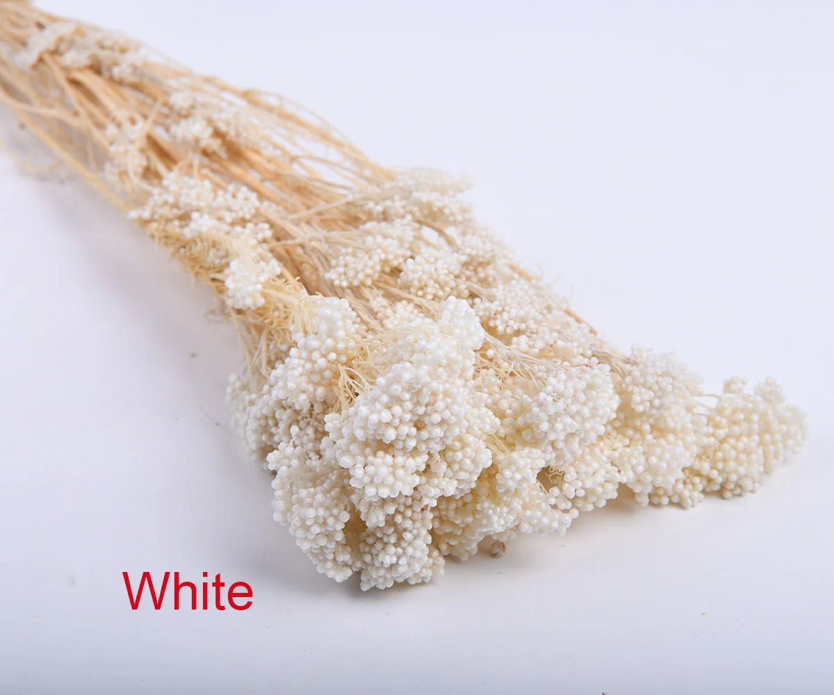 White Preserved Rice Dried Flowers for Wedding Ceremony Decoration Factory Wholesale Dry Natural Decorative Flowers & Wreaths