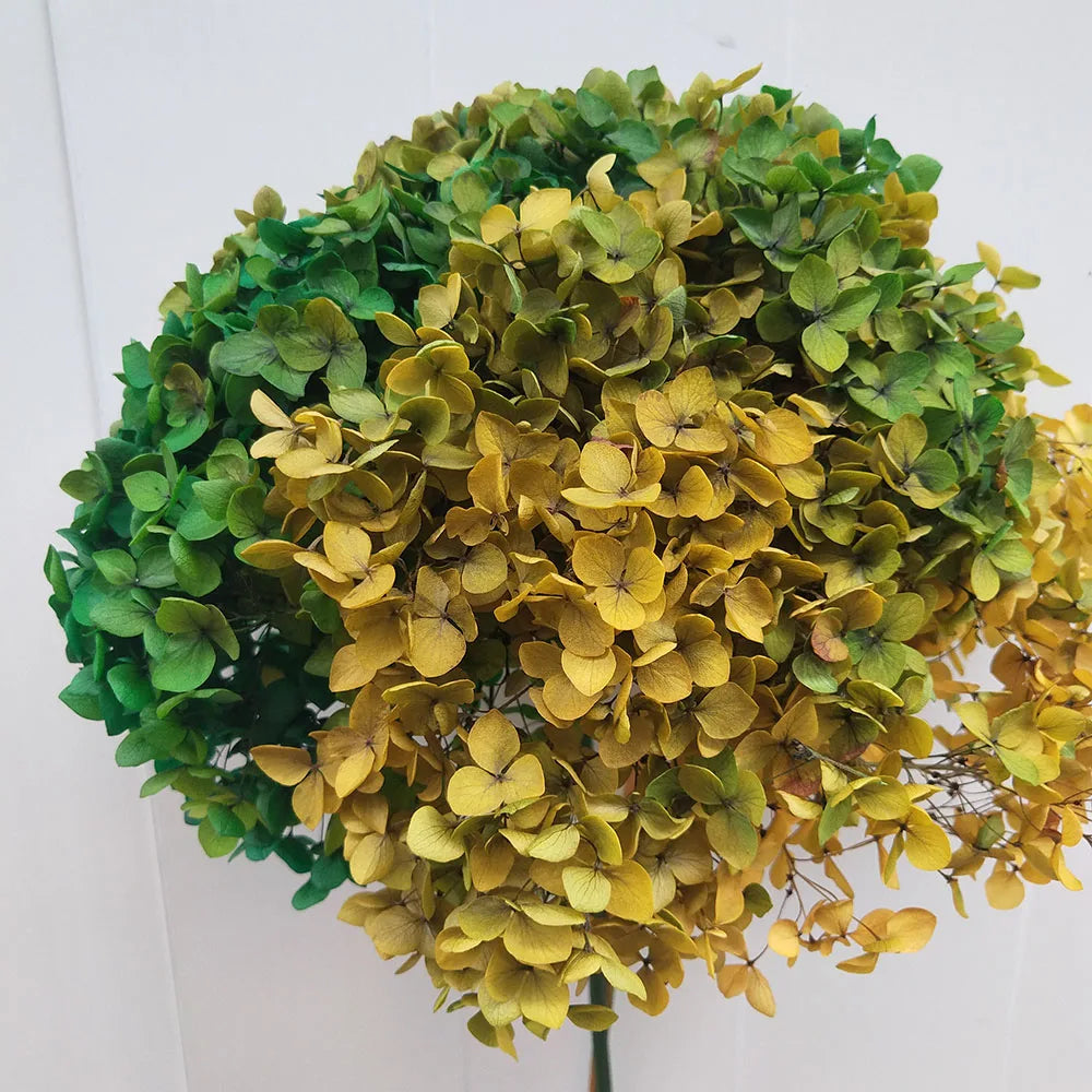 DIY Material Immortal Preserved Real Hydrangea Artificial Flower the Colorful Forever Lasting Hydrangea with Branches