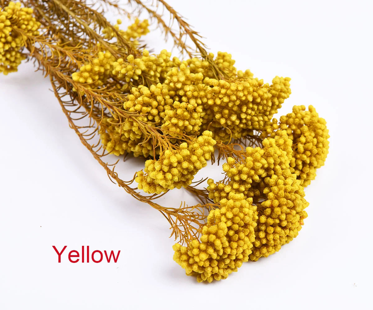 White Preserved Rice Dried Flowers for Wedding Ceremony Decoration Factory Wholesale Dry Natural Decorative Flowers & Wreaths