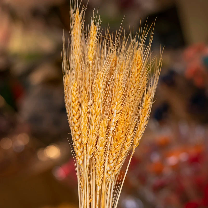 Wedding Centerpieces Decorative Natural Dry Wheat Bunches Grass Stalks Decor Sheaves Dried Wheat Flowers