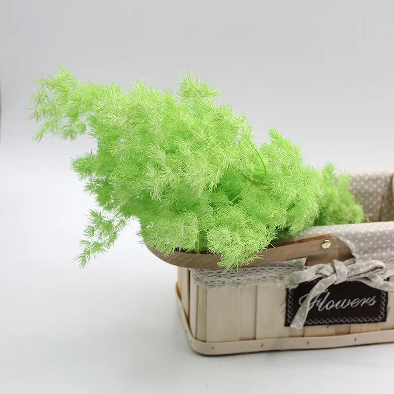 Wholesale natural dried preserved plants  asparagus myrioeladus penglai pine for home decoration