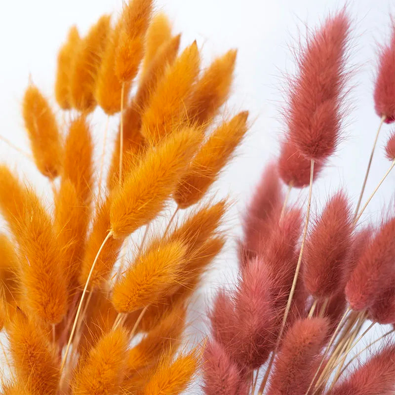 Factory Supply High Quality New Orange Gold Color Natural Phalaris Lagurus Dried Round Bunny Tails Flower