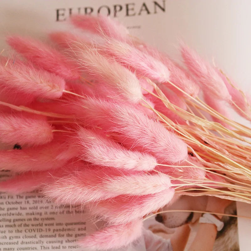 Factory Supply High Quality New Orange Gold Color Natural Phalaris Lagurus Dried Round Bunny Tails Flower