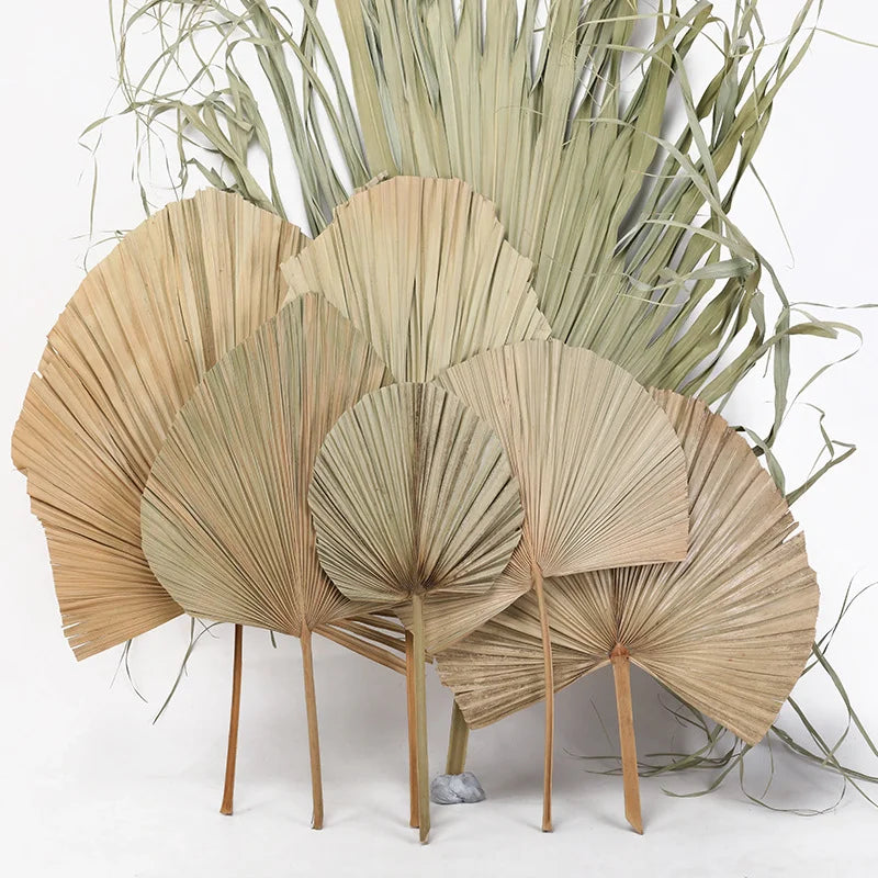 Wholesale Hot Sale Real Natural Vilot Purple Processed Dried Palm Leaves Fan For Wedding Flower Arranging