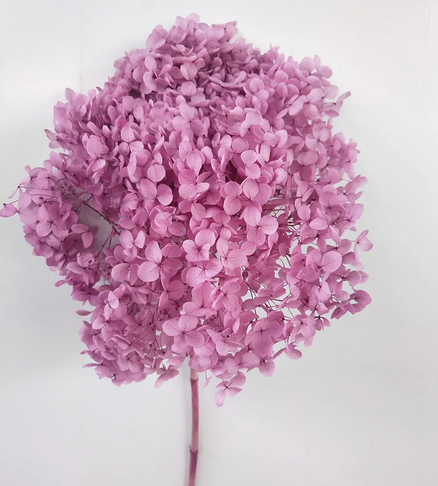 DIY Material Immortal Preserved Real Hydrangea Artificial Flower the Colorful Forever Lasting Hydrangea with Branches