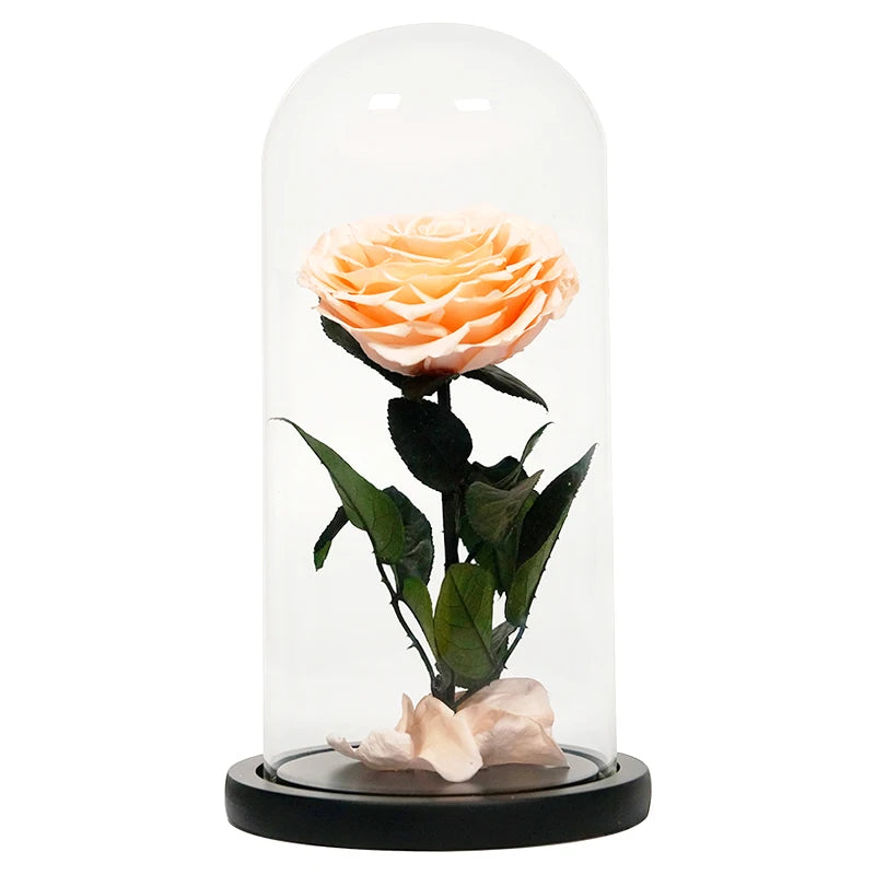 luxurious valentines day black preserved roses in glass dome gifts