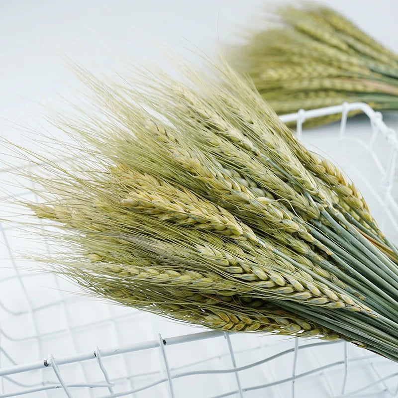 Wedding Centerpieces Decorative Natural Dry Wheat Bunches Grass Stalks Decor Sheaves Dried Wheat Flowers