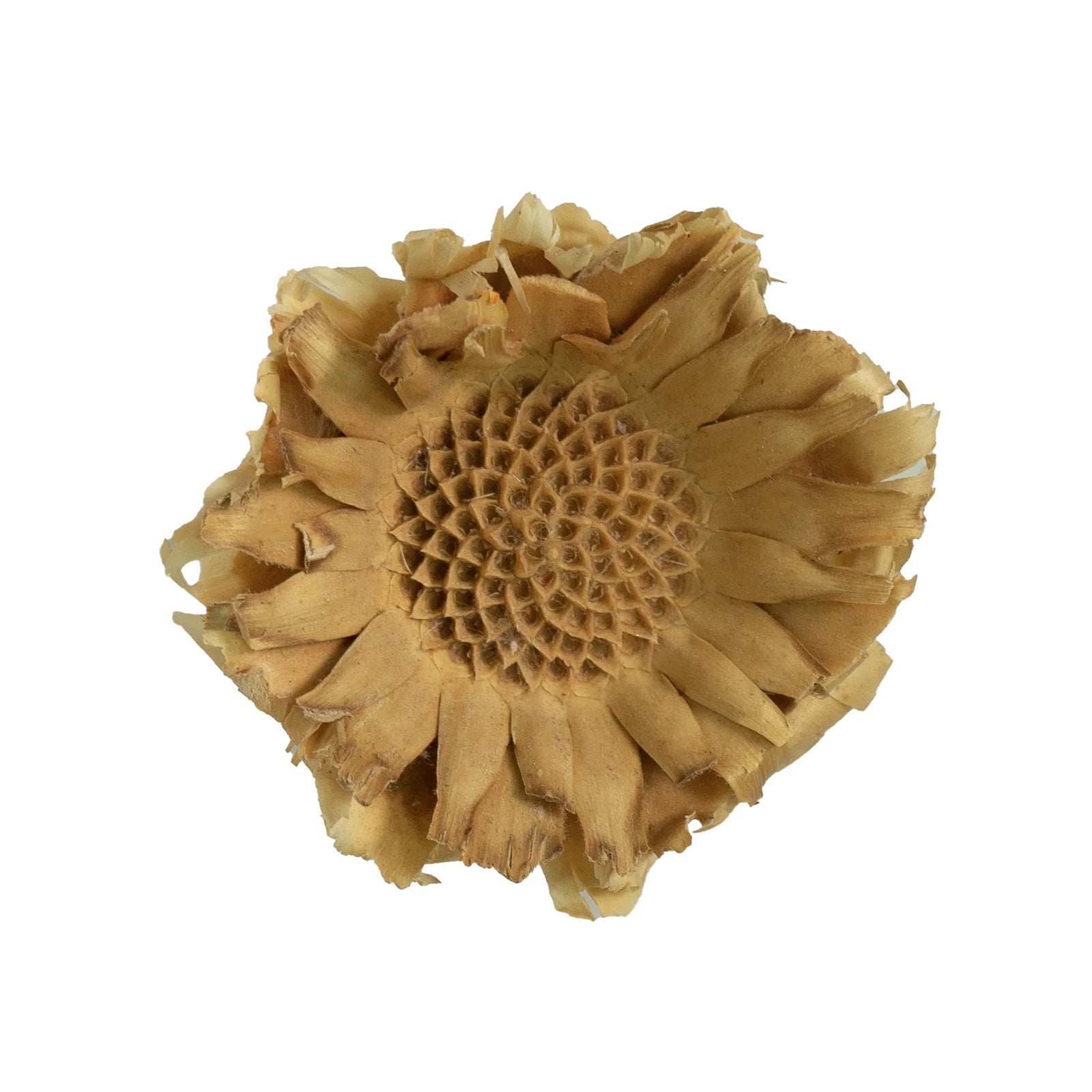 Natural Dried Flowers Fall Decor Protea Compacta Branches Dried Protea Rosette