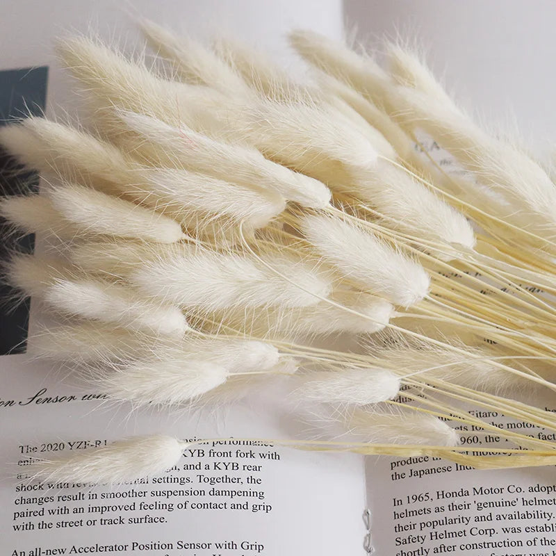 Factory Supply High Quality New Orange Gold Color Natural Phalaris Lagurus Dried Round Bunny Tails Flower