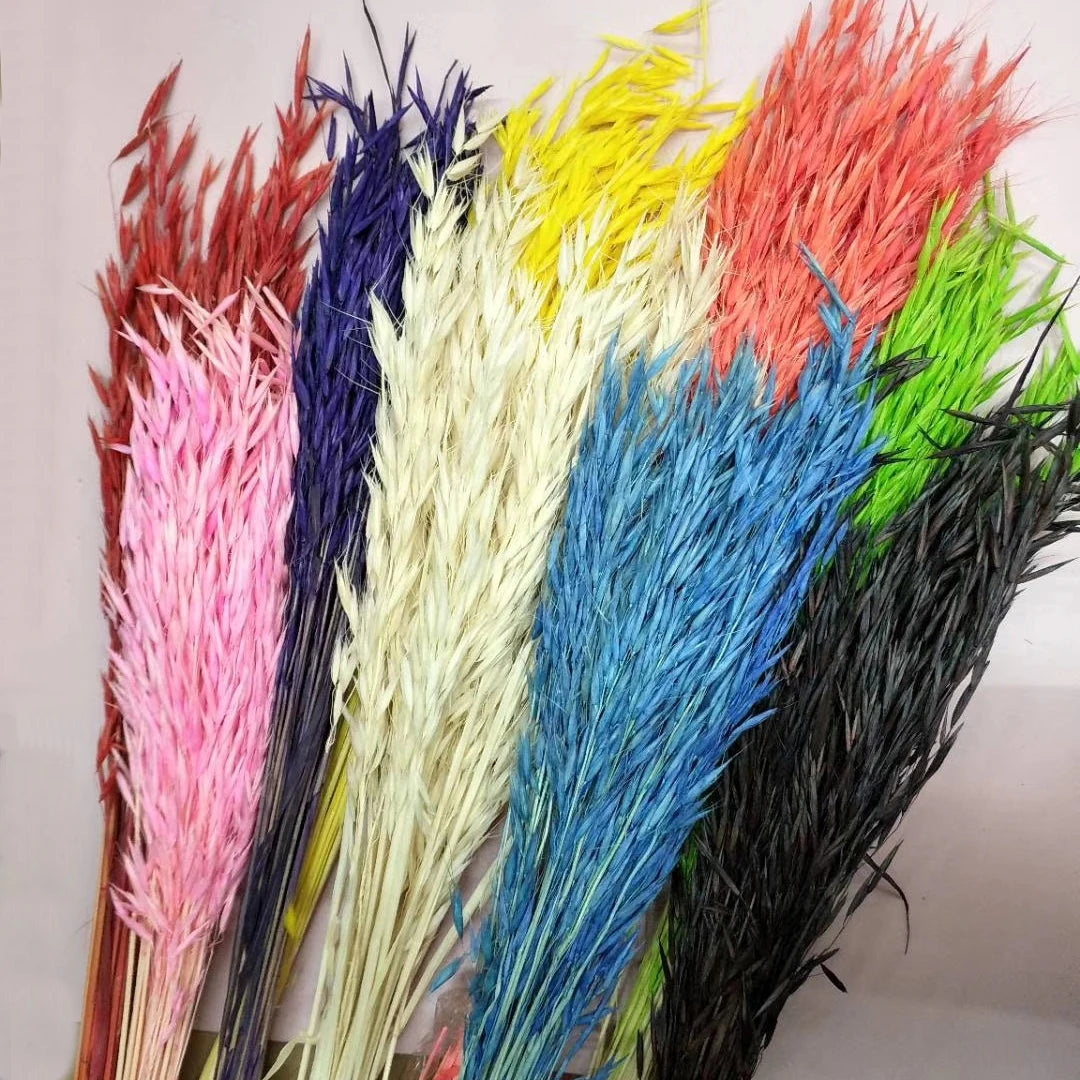 Real Dried Preserved Flowers Grass Avena Sativa Florals Natural Wild Bunch Dried Oats Flowers for Home Decoration