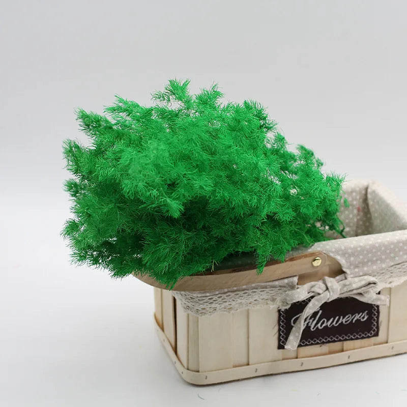Wholesale natural dried preserved plants  asparagus myrioeladus penglai pine for home decoration