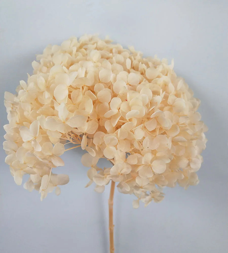 DIY Material Immortal Preserved Real Hydrangea Artificial Flower the Colorful Forever Lasting Hydrangea with Branches