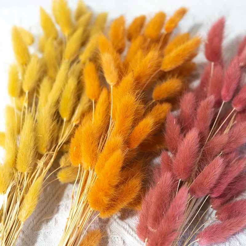 Factory Supply High Quality New Orange Gold Color Natural Phalaris Lagurus Dried Round Bunny Tails Flower