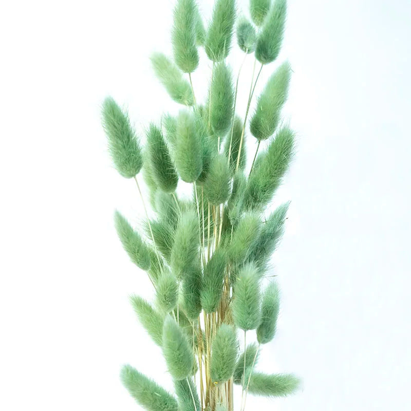 Factory Supply High Quality New Orange Gold Color Natural Phalaris Lagurus Dried Round Bunny Tails Flower