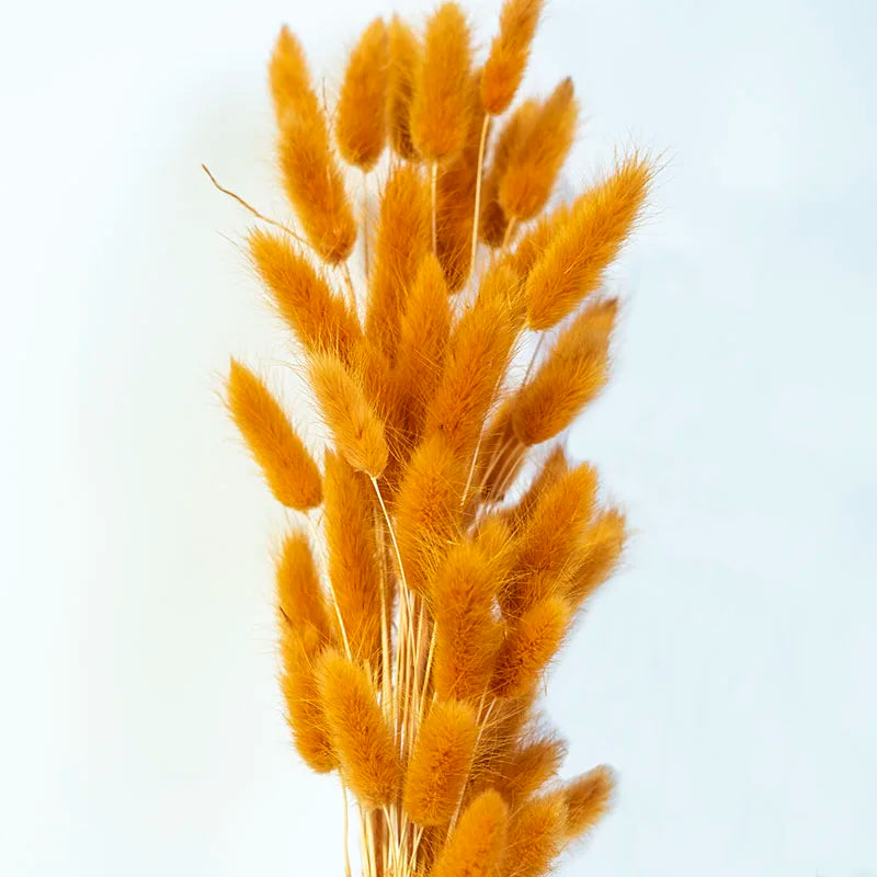 Factory Supply High Quality New Orange Gold Color Natural Phalaris Lagurus Dried Round Bunny Tails Flower