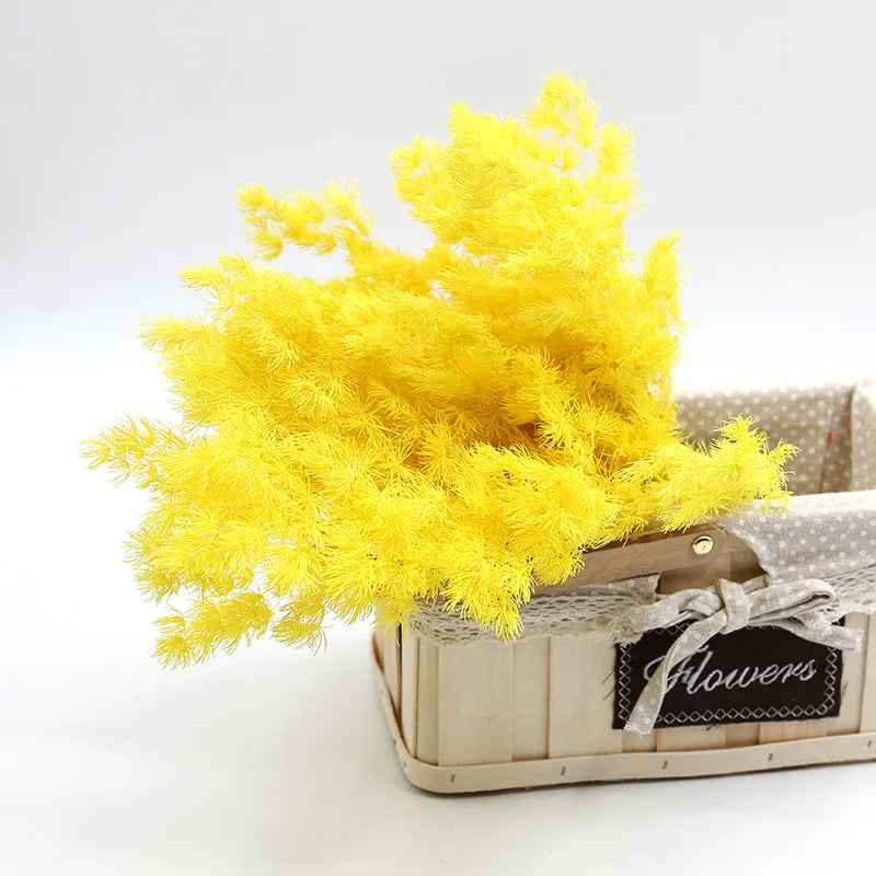 Wholesale natural dried preserved plants  asparagus myrioeladus penglai pine for home decoration