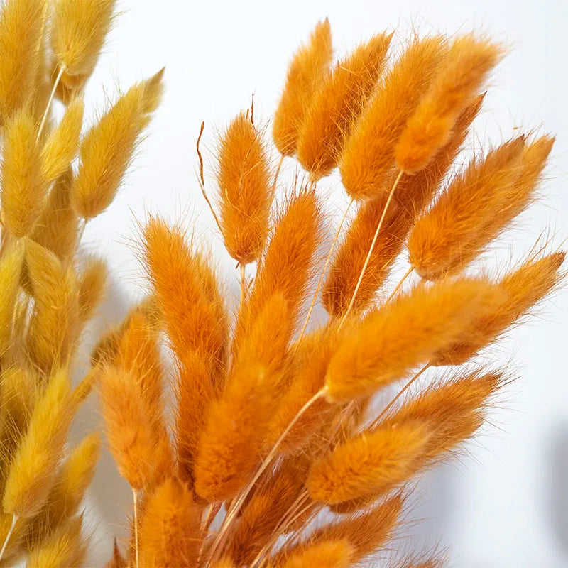Factory Supply High Quality New Orange Gold Color Natural Phalaris Lagurus Dried Round Bunny Tails Flower