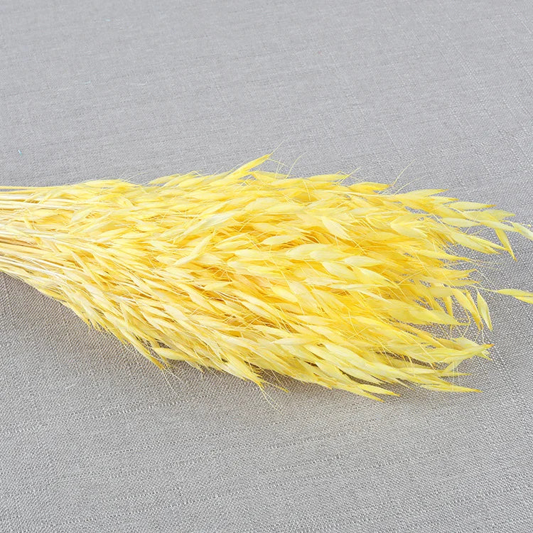 Real Dried Preserved Flowers Grass Avena Sativa Florals Natural Wild Bunch Dried Oats Flowers for Home Decoration