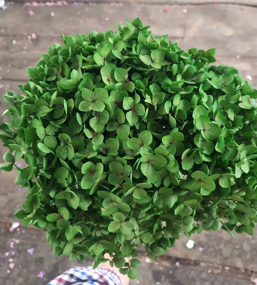 DIY Material Immortal Preserved Real Hydrangea Artificial Flower the Colorful Forever Lasting Hydrangea with Branches