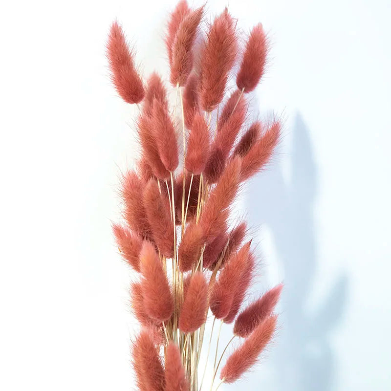 Boho Wedding Decor Bridal Bouquet Dusty Pink Dried Flowers 60 Natural Phalaris Lagurus Dried Bunny Tails