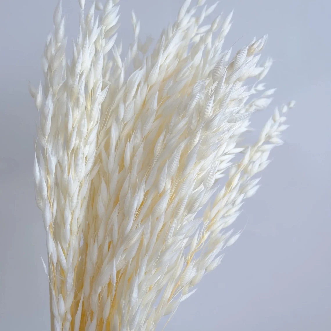 Fall Decor Natural Dried Flowers Floral Arrangement Herb Bunches Milky Oats Dried Avena Oat Flowers
