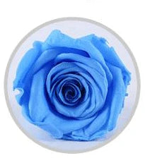 Wholesale China A grade handmade preserved roses  music box  eternal  natural flower in glass