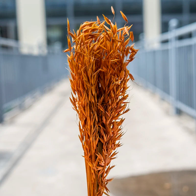 Factory Decorative Flowers White Avena Bunch Head Dried Oats For Home Wedding Decor