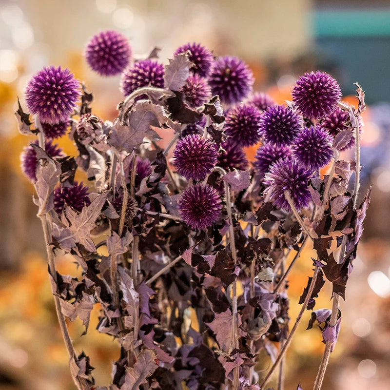 Ins Hot Selling Blue Thistle Dried Flowers Tinted Eryngium Dry Preserved Flowers Echinops
